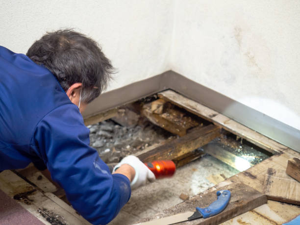 Best Local Mold Removal Service  in Frankfort, MI