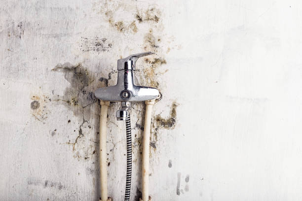  Frankfort, MI Mold Removal Pros