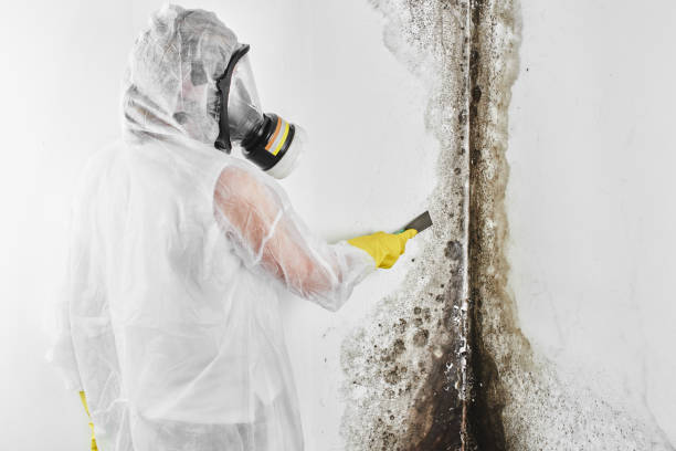 Best Local Mold Removal Service  in Frankfort, MI