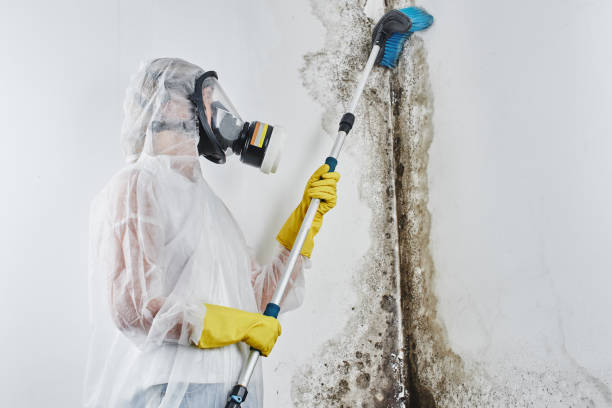Best Mold Remediation  in Frankfort, MI