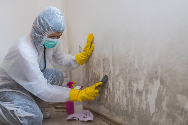 Best Toxic Mold Removal  in Frankfort, MI