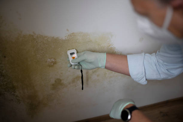 Attic Mold Removal in Frankfort, MI
