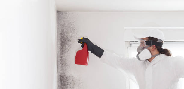 Best Mold Cleaning Services  in Frankfort, MI