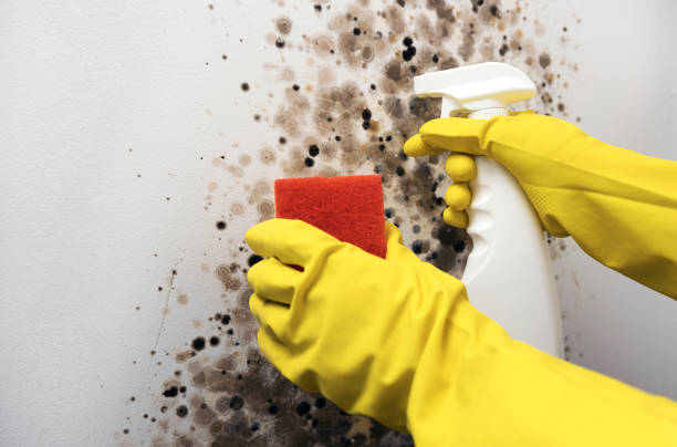 Best Mold Damage Repair  in Frankfort, MI