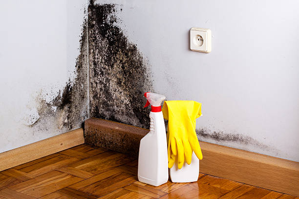 Mold Removal and Inspection in Frankfort, MI