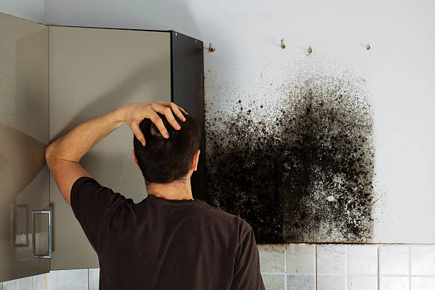 Best Affordable Mold Removal  in Frankfort, MI