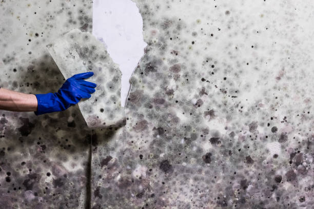 Best Mold Removal Company Near Me  in Frankfort, MI
