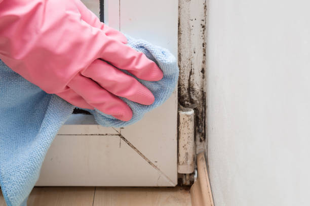 Best Crawl Space Mold Removal  in Frankfort, MI