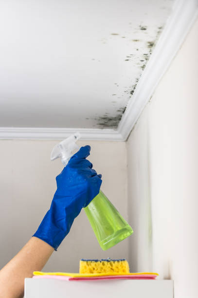 Best Crawl Space Mold Removal  in Frankfort, MI